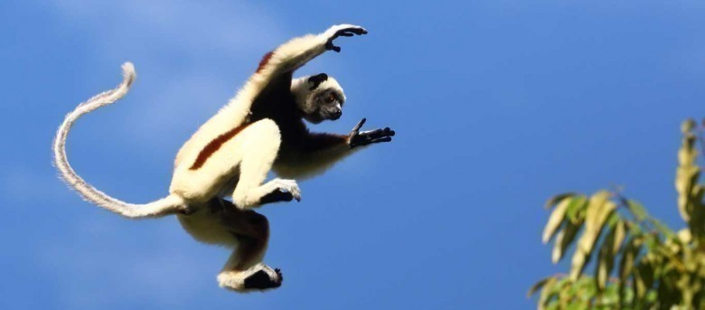 Madagaskar'daki Bitki ve Hayvanlar Adaya Özgü
