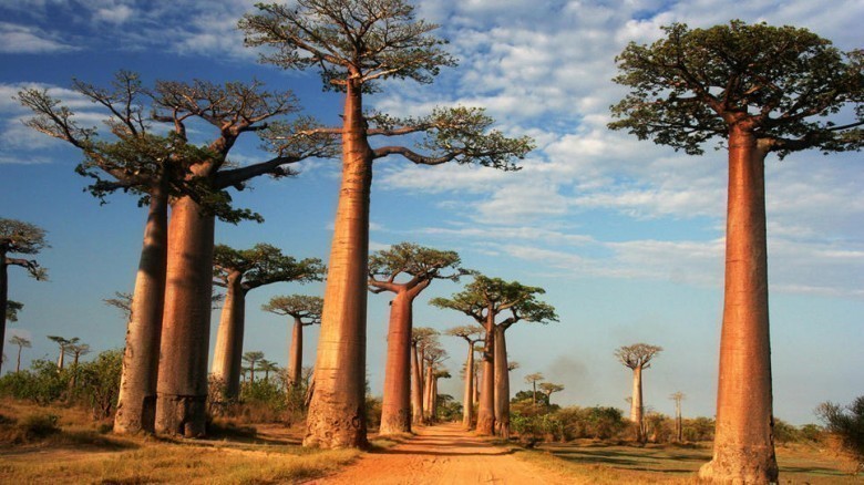 Afrika ve Madagaskar'da yetişen ağaç : Baobab Ağacı