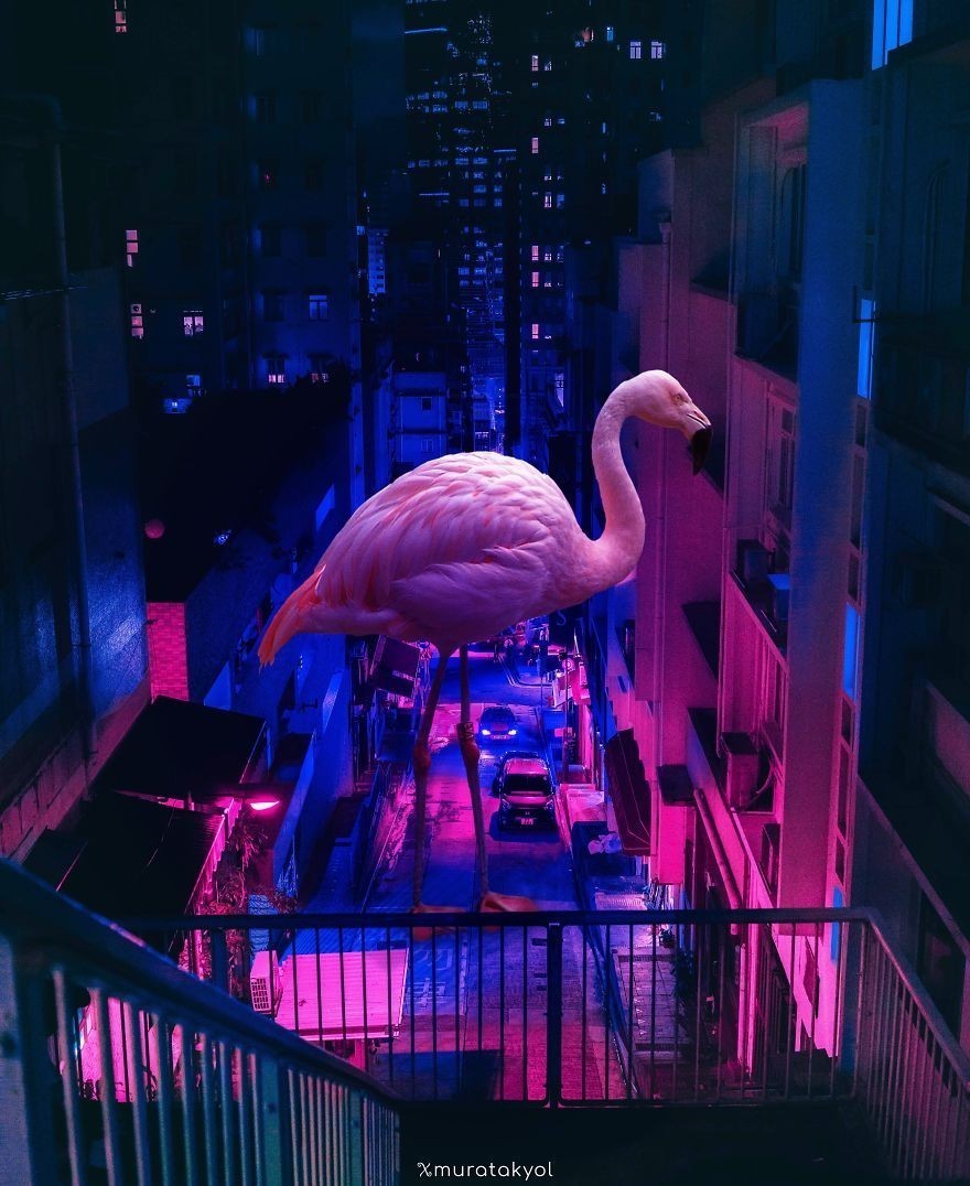 Flamingo