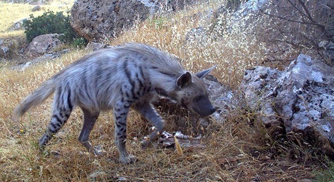 Çizgili Sırtlan