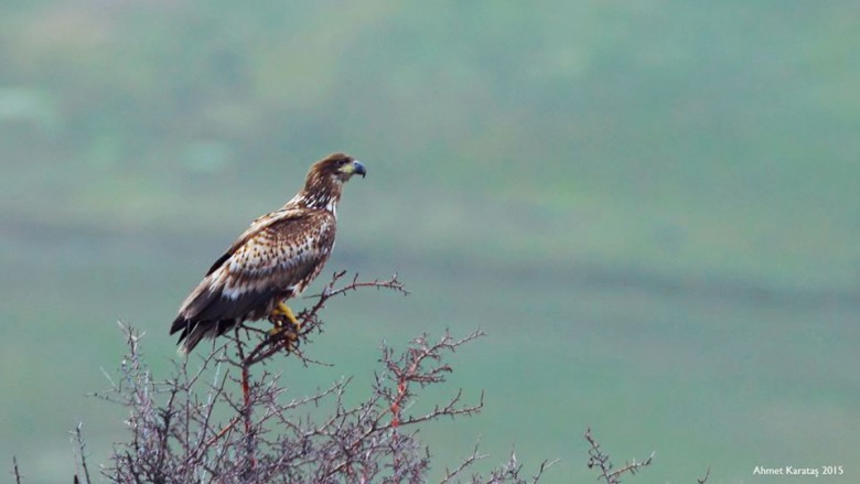 Ak Kuyruklu Kartal - Haliaeetus albicilla