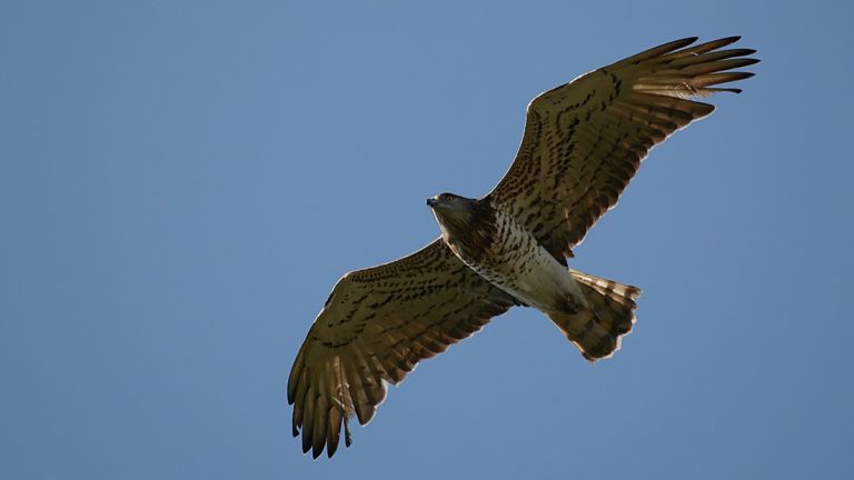 Yılan Kartalı - Circaetus gallicus