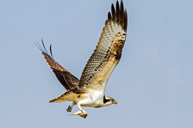 Balık Kartalı - Pandion haliaetus