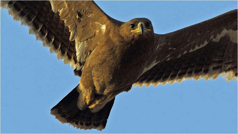 Bozkır Kartalı - Aquila nipalensis