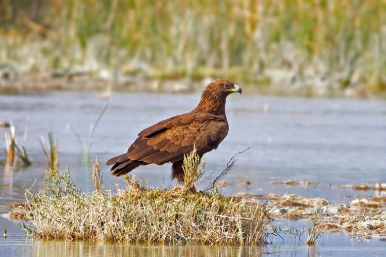 Küçük Orman Kartalı - Aquila pomarina