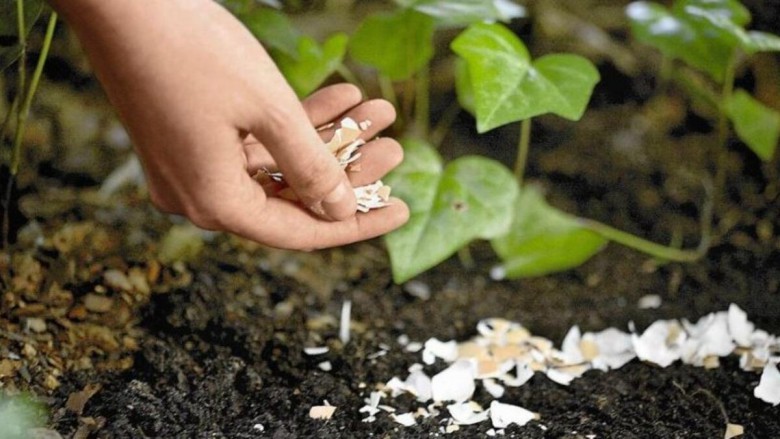 Bahçenizi Zararlı Böceklerden ve Hayvanlardan Koruyun