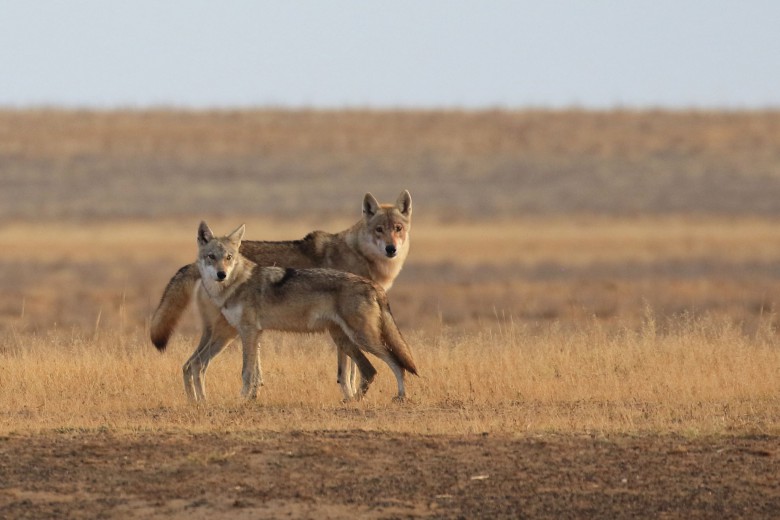 Hint Kurdu (İran Kurdu) Canis lupus pallipes