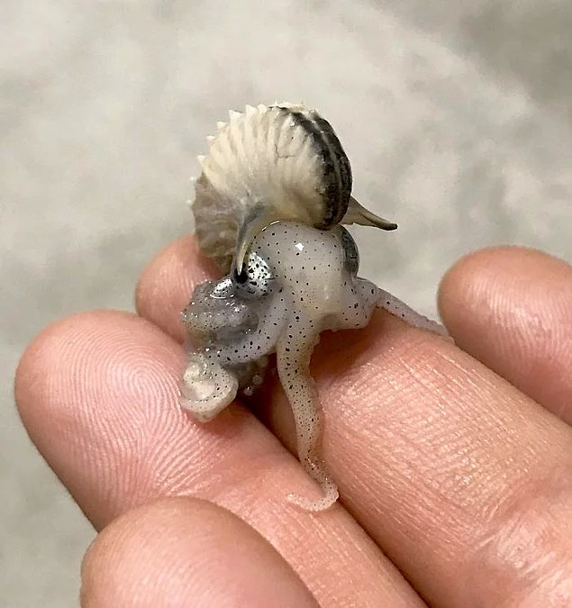 Kraken bile bir zamanlar sevimliydi