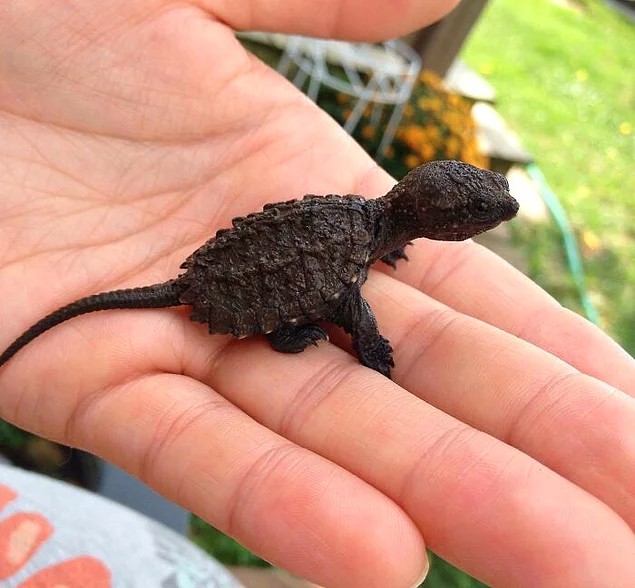 Yavru kaplumbağa küçük bir dinozora benziyor