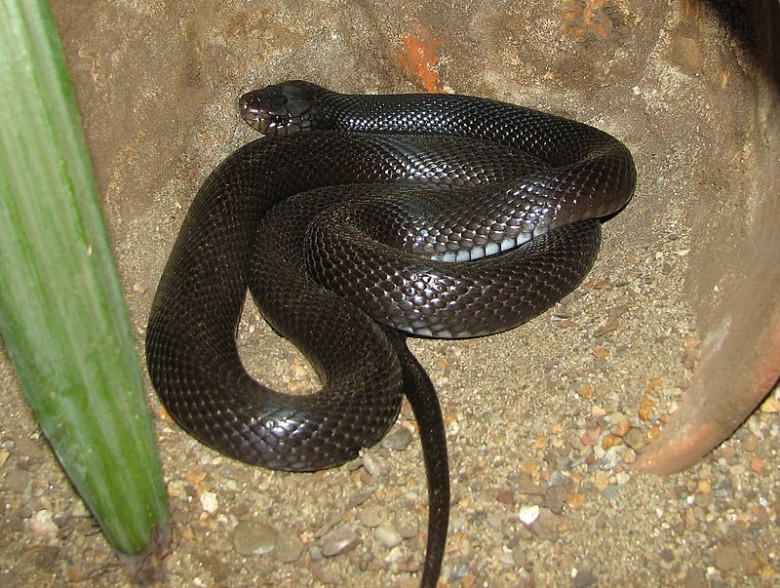 Çöl kobrası (Walterinnesia aegyptia)