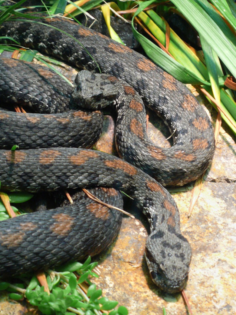 Ağrı engereği (Vipera raddei)
