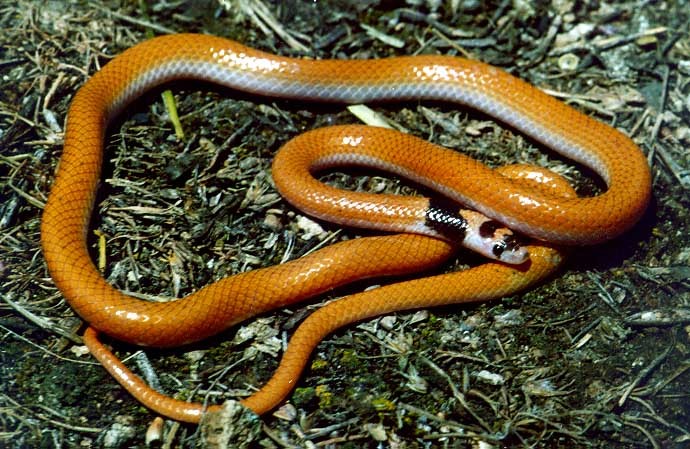 Amanos yılanı (Rhynchocalamus barani)